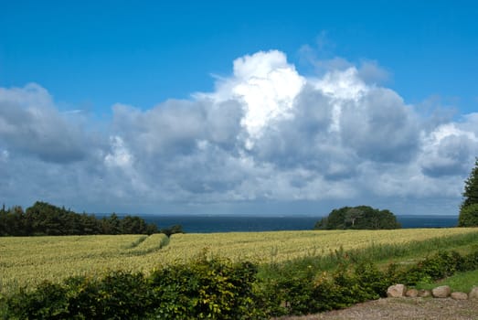 Fresh green grass field on bright cloudy sunny day and sea in the background
