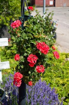 Beautiful hanging flowerpot basket with red flowers in a garden