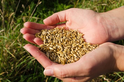 woman hands handful hold freshly harvested ripe wheat cereal grain in autumn.