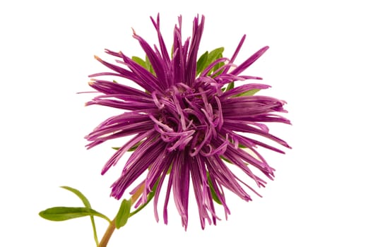 purple aster flower bloom with dew water drops closeup isolated on white background