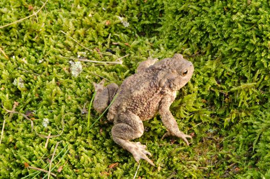toad bufonidae bufo natterjack hoptoad amphibia animal sit on swamp moss.