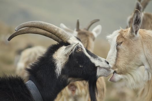 a kiss Goats in mountain