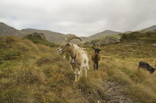 Goat in mountain