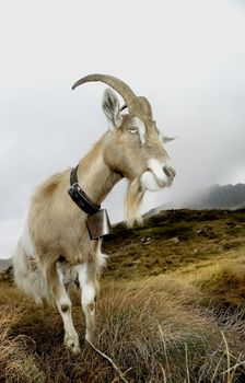 a goat in mountain in pose