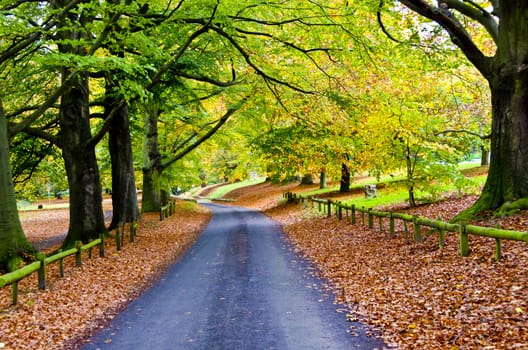 Avenue of trees in Mote Park in Autumn, with fallen leaves on ground