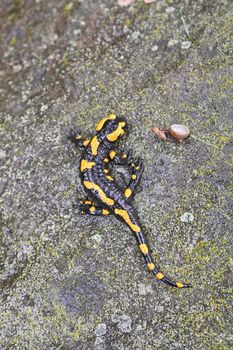 Salamander on a stone from above