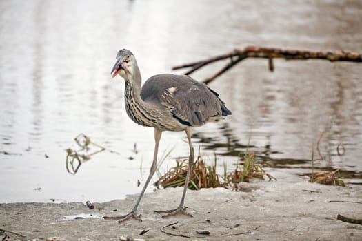 Closeup of a heron on the shore