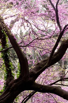 An old tree with a lot of pink flowers
