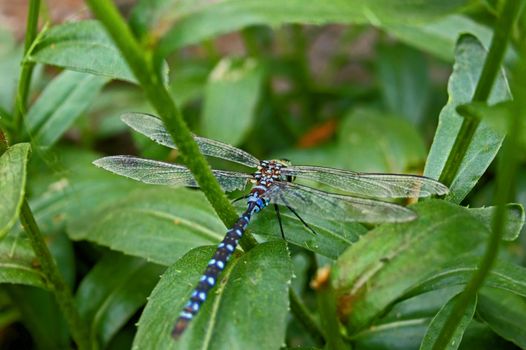 Close-up view of a dragonfly resting on a daisie