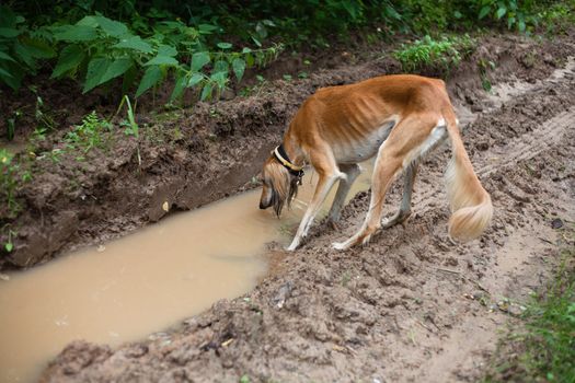 Brown saluki drinking from a puddle in a summer forest
