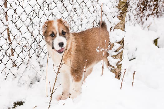 A white and brown  central asian puppy standing in snow
