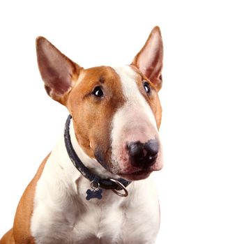 Portrait of a red bull terrier on a white background