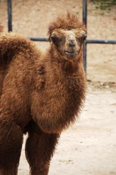 The Bactrian camel is a large even-toed ungulate native to the steppes of central Asia.