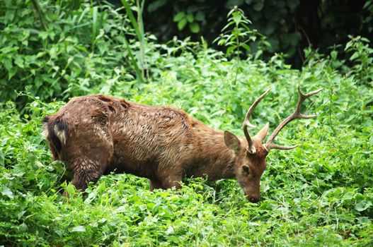 The Sika Deer, Cervus nippon, also known as the Spotted Deer or the Japanese Deer, is a species of deer native to much of East Asia and introduced to various other parts of the world.