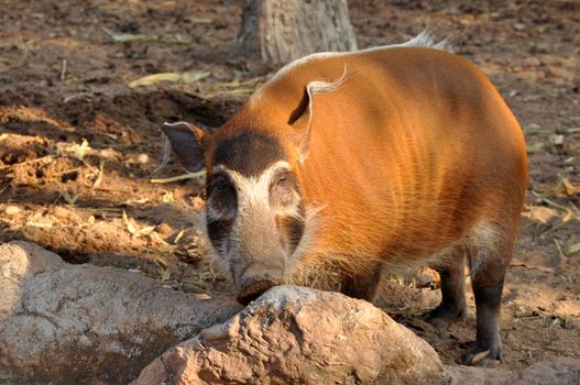 The Red River Hog lives in rainforests and wet dense savannas, in forested valleys, and near rivers, lakes and marshes.
