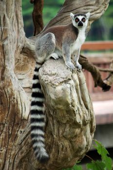 The Ring-tailed lemur is a relatively large lemur.