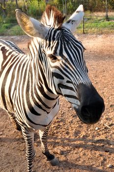 the young zebra in the zoo