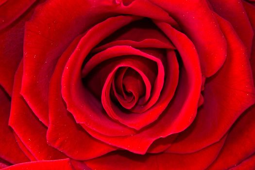 beautiful close up red rose 