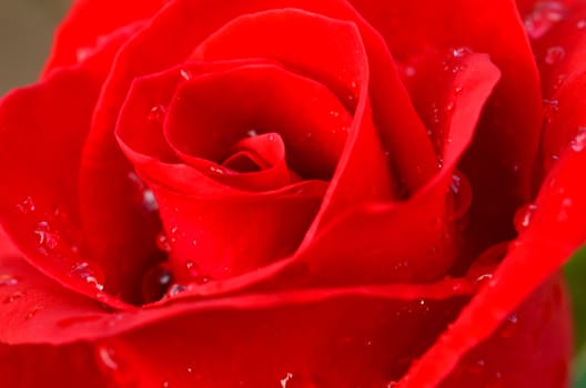 red rose with water droplets