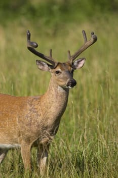 Portrait of a White Tailed Deer Buck in a field at the edge of a forest