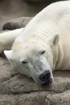 Polar Bear sleeeping on rocks