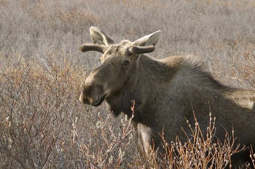 A North American Moose with small antlers in a field