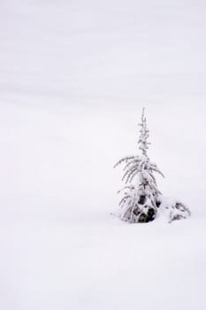 A Single evergreen in fresh snow, lots of space for copy