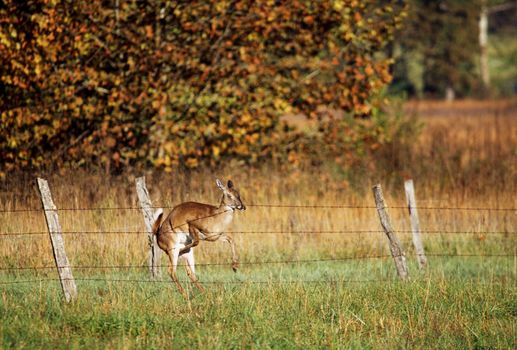 A white tailed deer misjudging a leap over a fence and crashing into it. Uninjured, it decided to walk around the fence after that