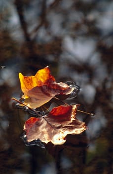 A pair of fall leaves floating on a calm lake