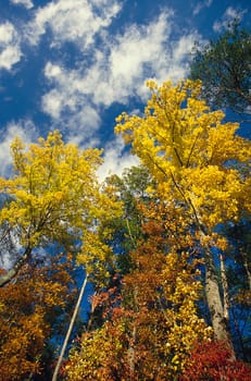 Group of trees in fall colors against blue sky