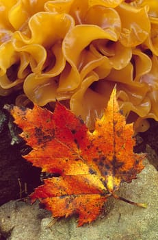 A red maple leaf with orange layered fungus
