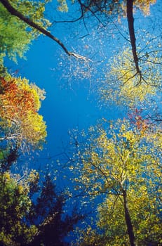 Group of trees in fall colors against blue sky