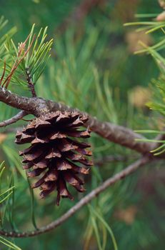 A single pine cone on an evergreen tree