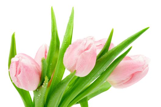 Bunch of Beautiful Spring Pink Tulips with Droplets isolated on white background