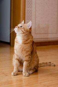 A young ginger tabby cat on the wooden floor
