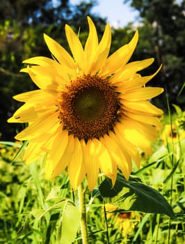 sunflower
