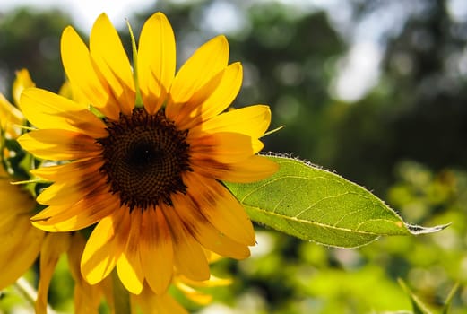 sunflower