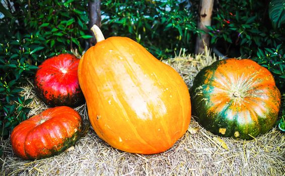 Pumpkin