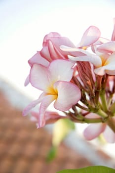 close up pink frangipani flower