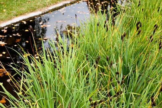A pond in the autumn park with brown leaves and green grass
