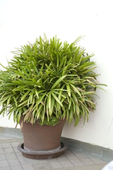 outdoors plant in the brown pot