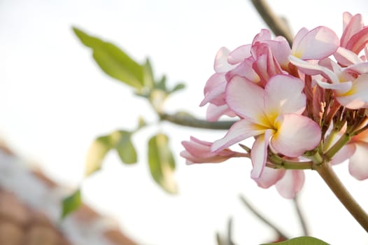 close up pink frangipani tree