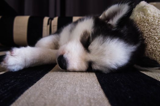 siberian
