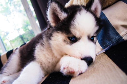 siberian