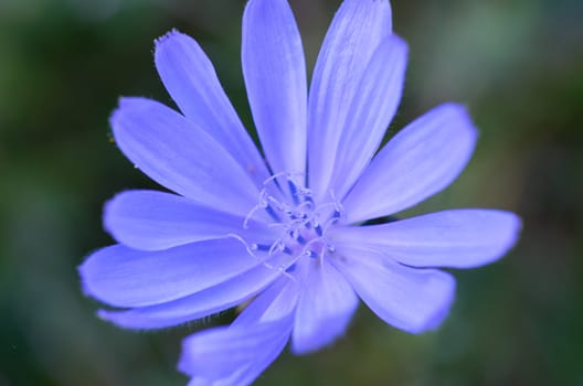 Close up of purple chicory in autumn