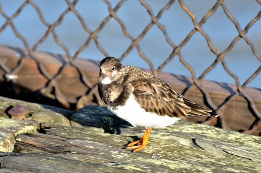 Turnstone by rusty old Fence