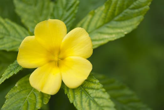 Yellow flower on the green garden background