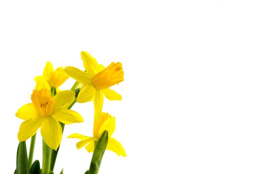 yellow narcissus  on white background