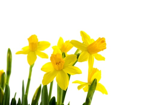 yellow narcissus  on white background