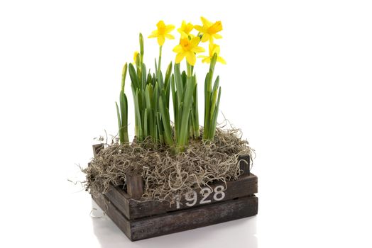 yellow narcissus in wooden bin and white background